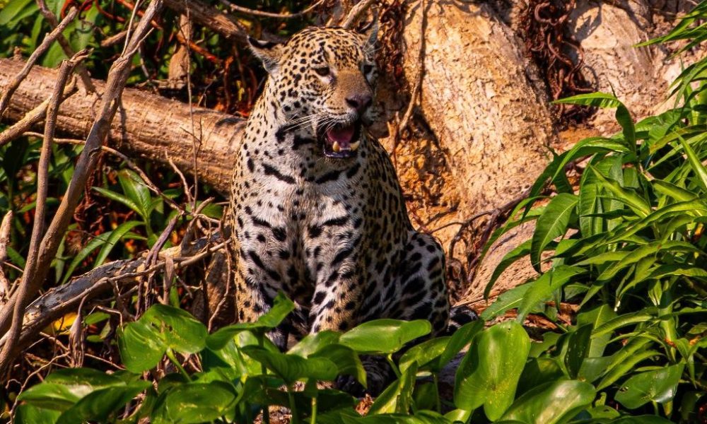 Conselho aprova campanha internacional para posicionar Pantanal como destino de safári