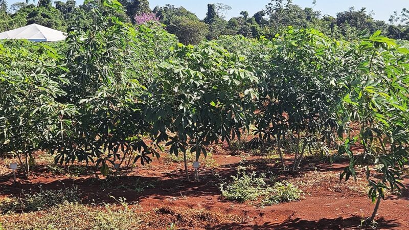 Governo estadual amplia pesquisas com para otimizar agricultura familiar