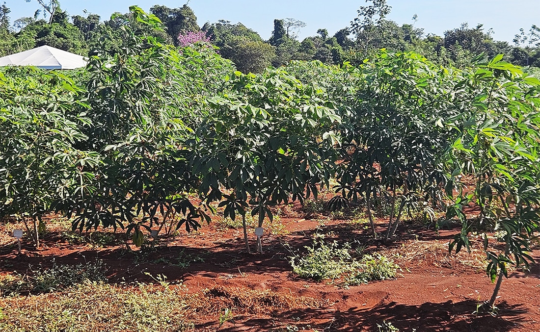Governo estadual amplia pesquisas com para otimizar agricultura familiar