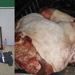 Furto de gado termina com dois mortos e dois presos no interior de MS