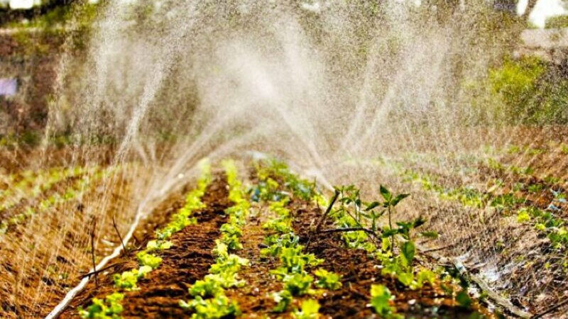 Preços agropecuários recuam em maio, mas acumulam alta de 20% no ano, aponta Cepea