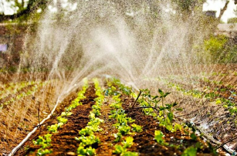 Preços agropecuários recuam em maio, mas acumulam alta de 20% no ano, aponta Cepea