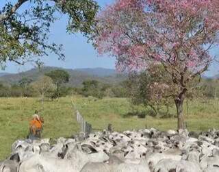 MS tem a quarta fazenda mais cara à venda no País: R$ 3,5 bilhões