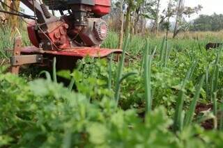 Plano Safra da Agricultura Familiar prevê recorde de R$ 89 bi liberados