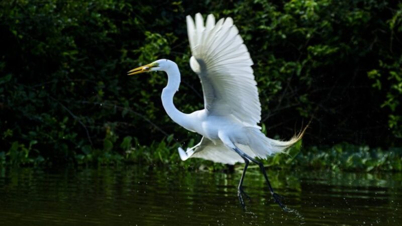 Biodiversidade de Mato Grosso atrai olhares na maior feira mundial de observação de aves