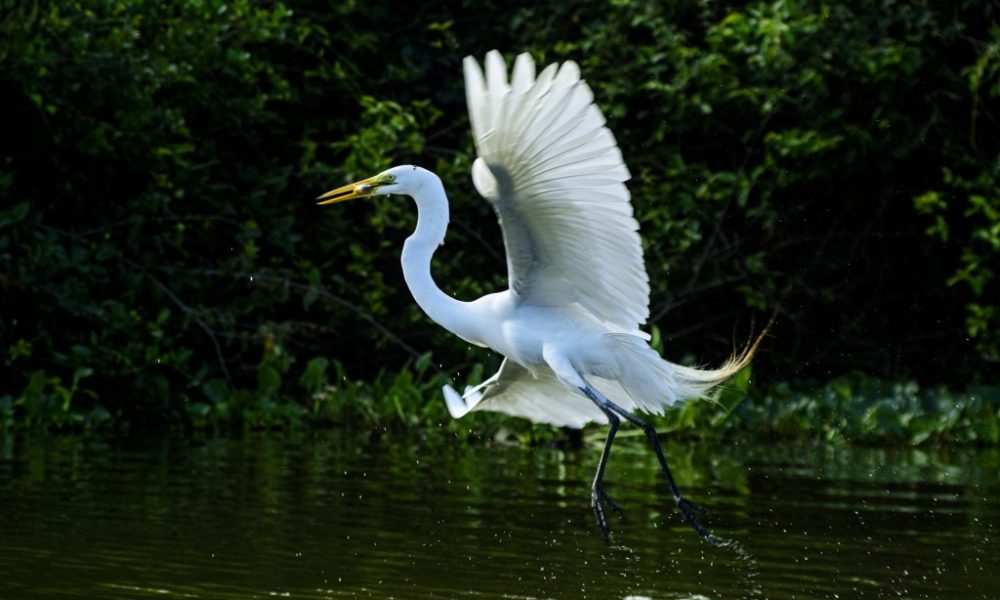 Biodiversidade de Mato Grosso atrai olhares na maior feira mundial de observação de aves