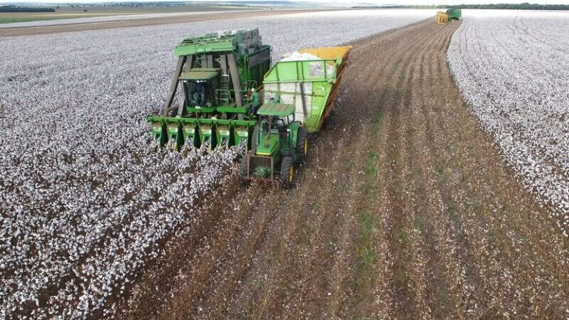 Colheita recorde pressiona preço do algodão no Brasil
