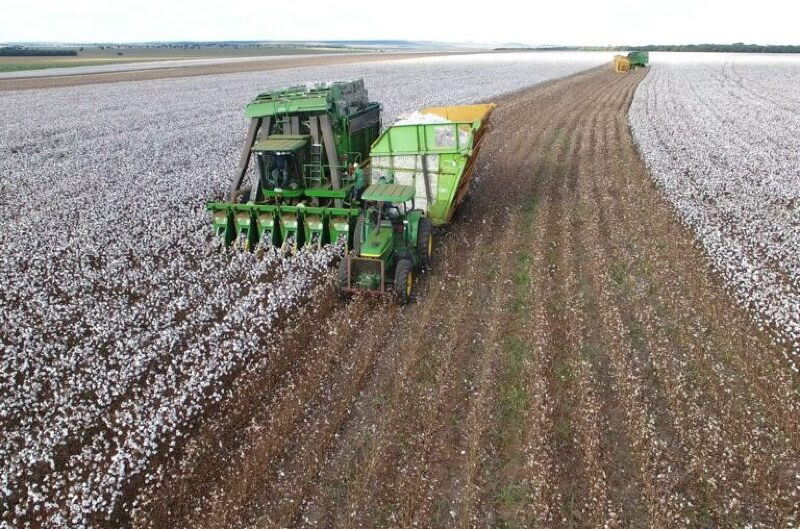 Colheita recorde pressiona preço do algodão no Brasil