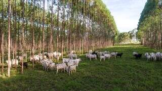 MS institui plano para reduzir emissões de carbono na agropecuária até 2030