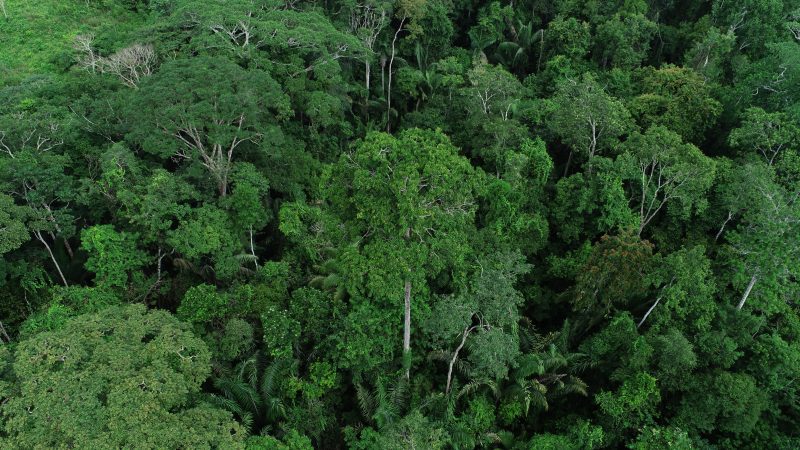 Acre reduz em 73% o número de focos de queimadas em julho