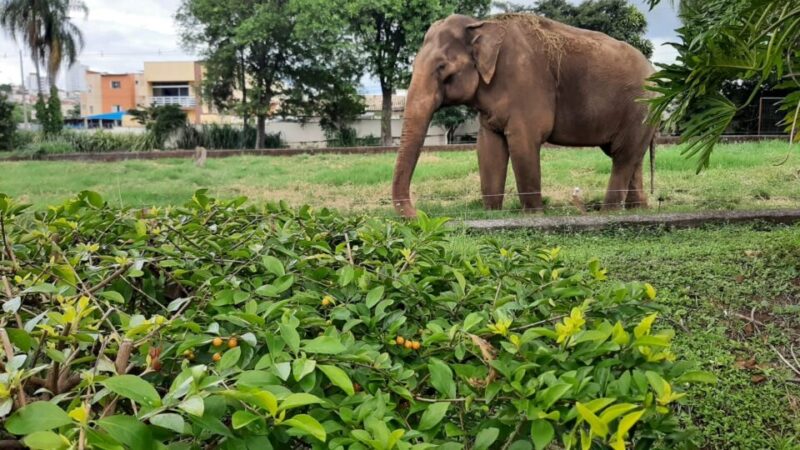 Artistas trocam a Amazônia por uma causa mais modesta: um elefante de zoológico