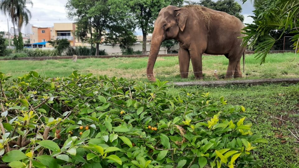 Artistas trocam a Amazônia por uma causa mais modesta: um elefante de zoológico