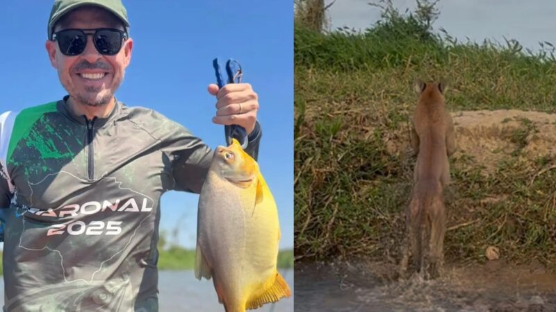 Aventura na pescaria: empresário flagra onça, jacaré e tamanduá no mesmo dia em MS