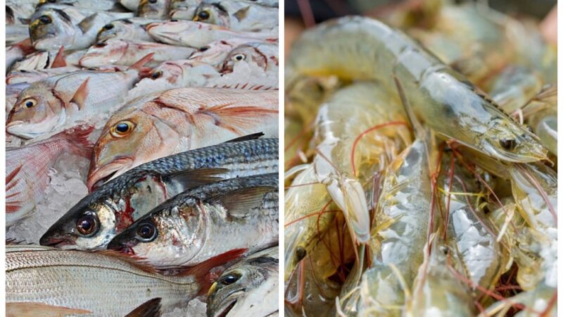 Quais estados brasileiros mais produzem peixes e camarões?
