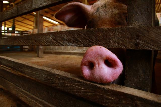 PIB catarinense cresce 5,4% impulsionado por produção de suínos e aves