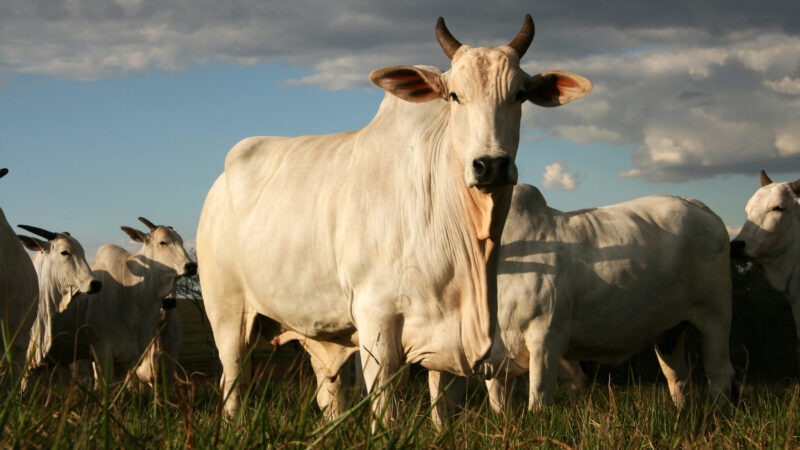 Deputados de MT aprovam redução de 30% no “Fethab da vaca”