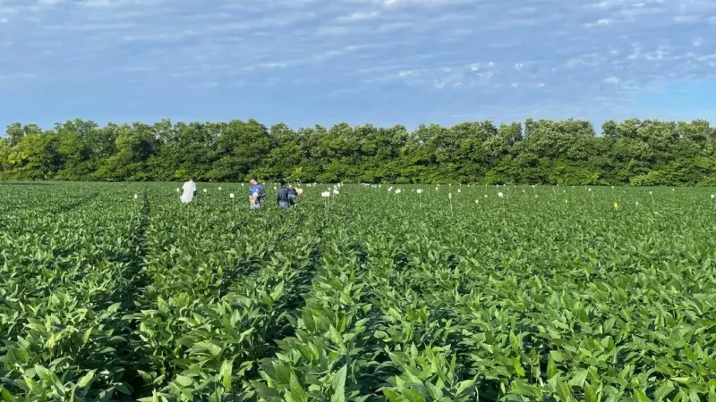 Pesquisa em Mato Grosso mostra benefícios do calcário e gesso na produtividade da soja