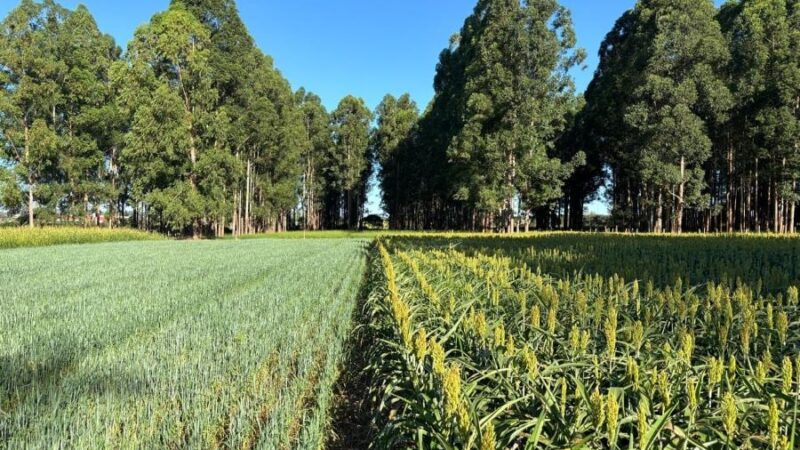 Dia da Árvore: Embrapa mostra como árvores aumentam renda e protegem meio ambiente