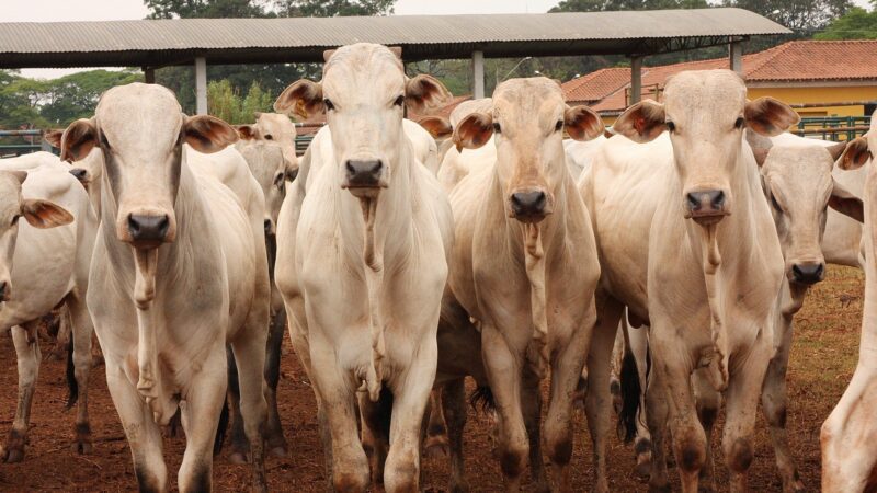 Preços do boi gordo: veja como o mercado pecuário encerrou a semana