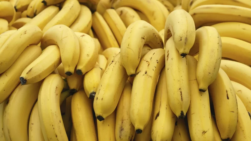 Estado identifica foco de praga que prejudica plantio de banana