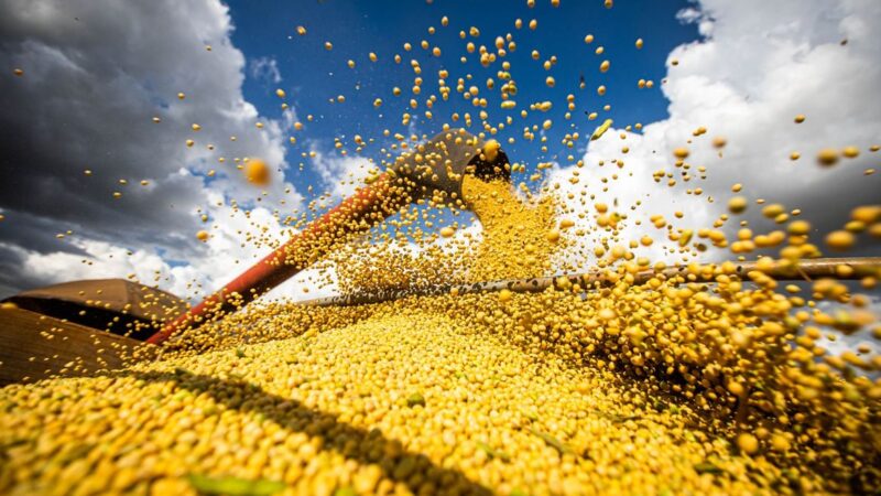Maior do que o esperado! USDA e Conab confirmam ampla oferta mundial de soja na safra 25/26