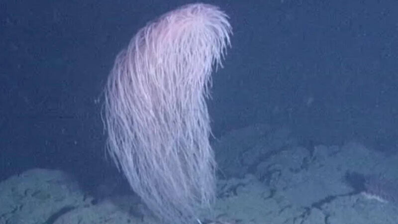 Coral Chewbacca é descoberto em águas profundas do Havaí