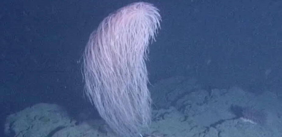 Coral Chewbacca é descoberto em águas profundas do Havaí