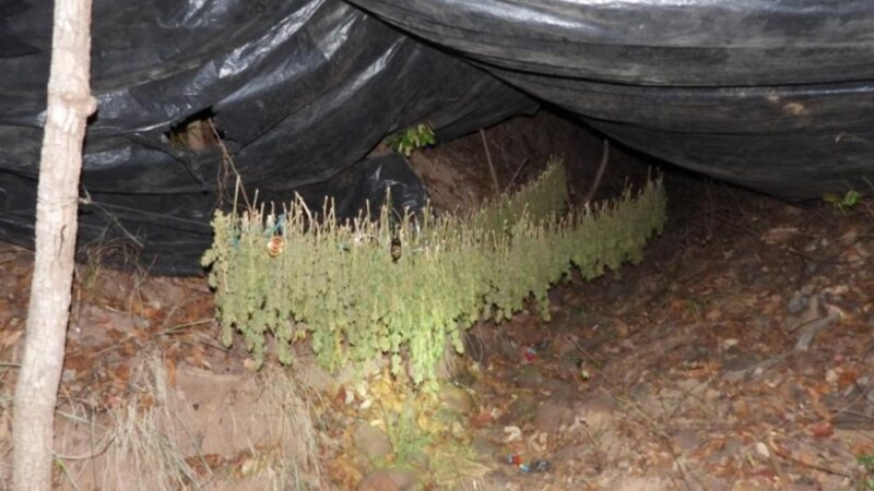 Polícia Civil localiza e incinera plantação de maconha em operação em Tangará da Serra
