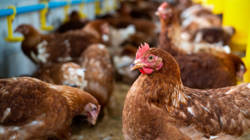 União Europeia reconhece o Brasil como país livre da gripe aviária