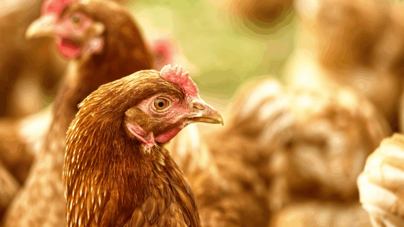 Brasil registrou recorde de aves comerciais e ovos em 2024, mostra IBGE