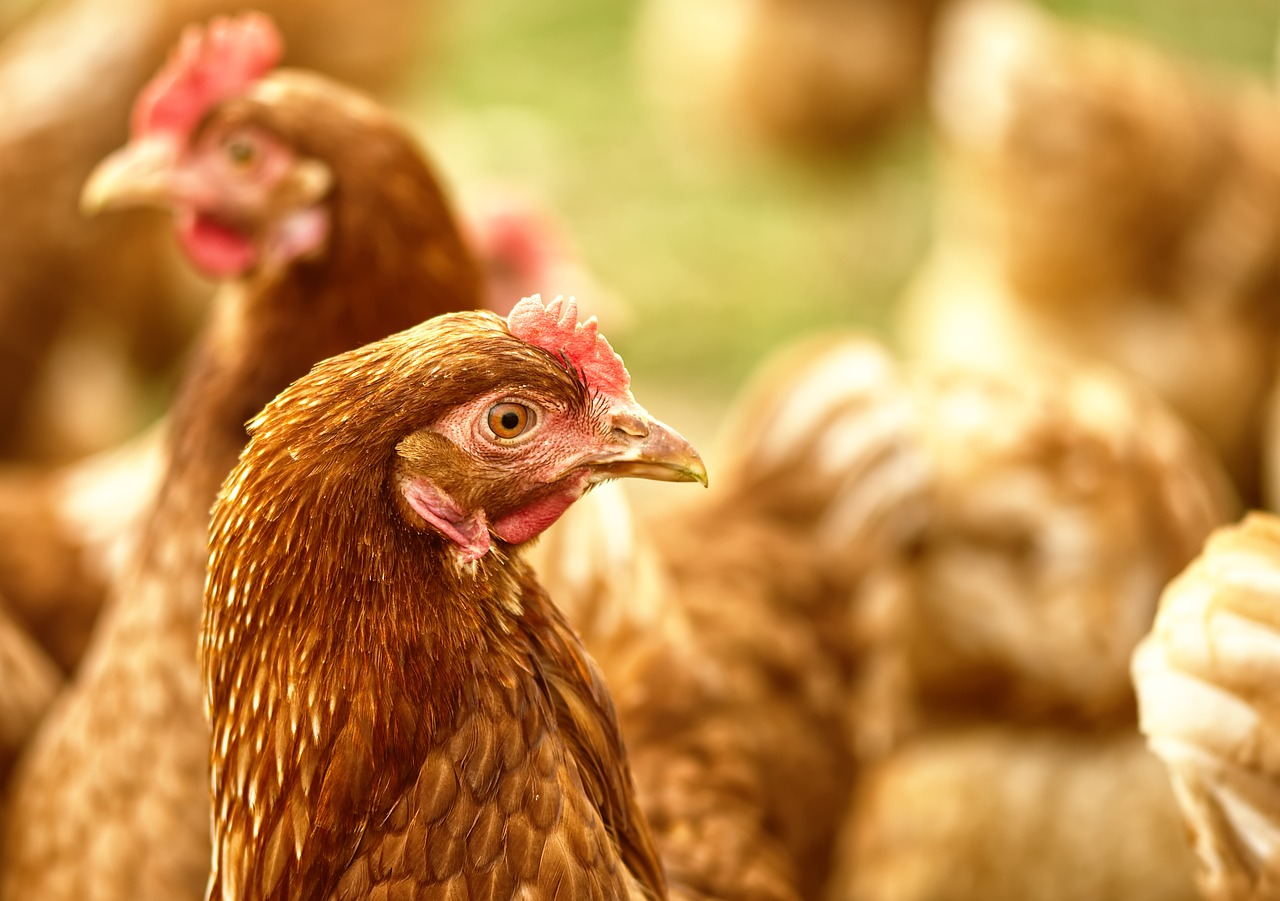 Brasil registrou recorde de aves comerciais e ovos em 2024, mostra IBGE