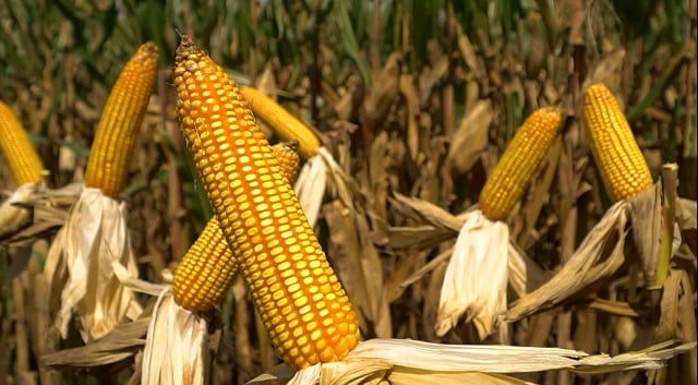 Pesquisa usa nanotecnologia para elevar eficiência de herbicida no cultivo de milho