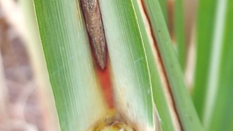 Fungo causador da murcha da cana-de-açúcar é identificado