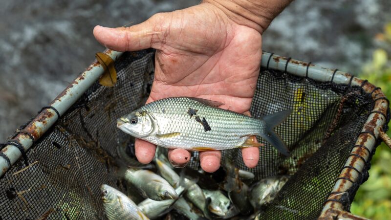 Contaminação de peixes por microplásticos pode afetar produção de soja e café