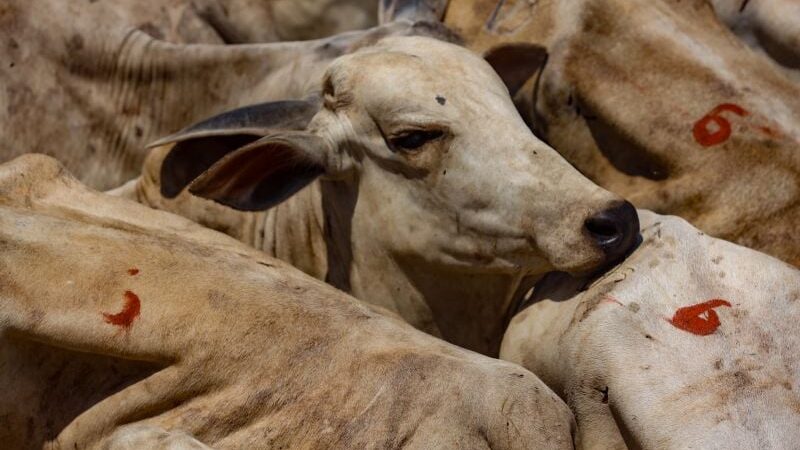 Chuvas encurtam escalas de abate, sustentando preços do boi gordo