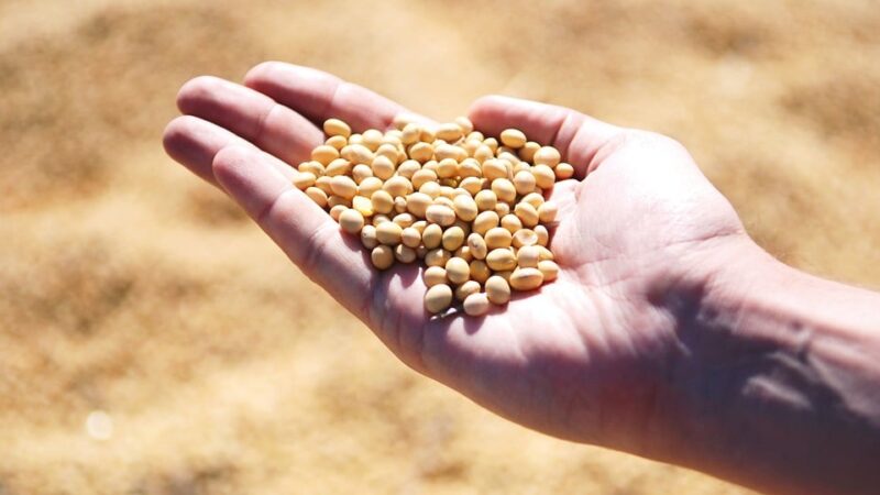 Setembro termina com mercado de soja estagnado; produtores seguram vendas