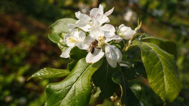 Aluguel de 300 milhões de abelhas impulsiona florada de maçãs