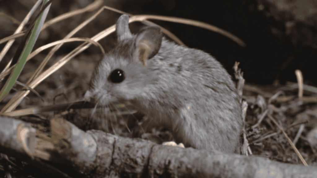 Parente distante do lobisomem? Esse rato ficou conhecido por “uivar” para a Lua