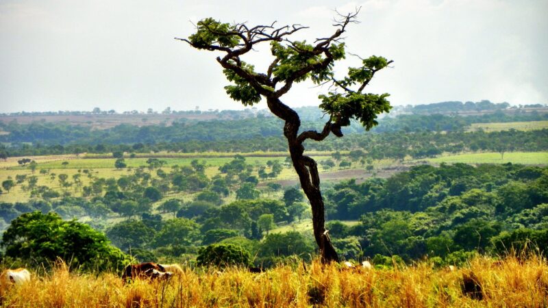Fogo que protege: entenda por que as queimadas controladas ajudam o Cerrado a sobreviver
