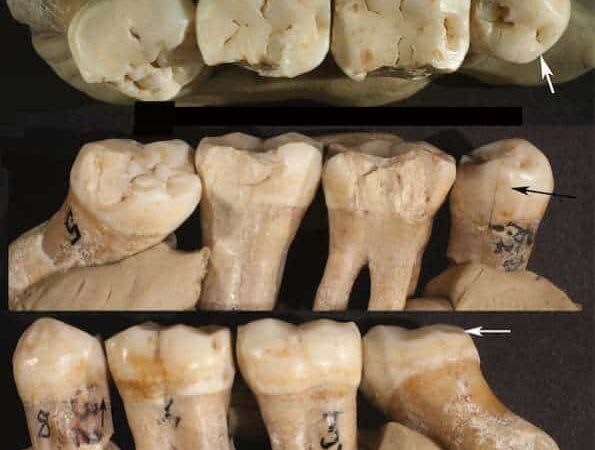 Novo estudo questiona o “hábito mais antigo da humanidade”