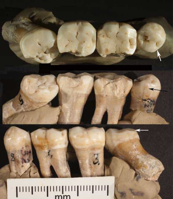 Novo estudo questiona o “hábito mais antigo da humanidade”