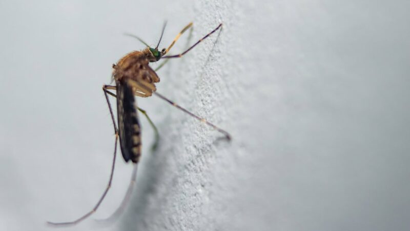 Mosquitos chegaram à Islândia. E isso preocupa