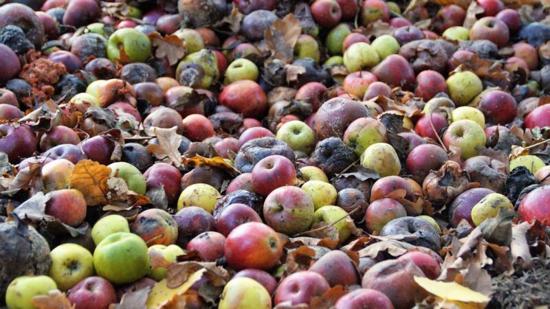 Embrapa lança estratégia para reduzir perdas e desperdício de alimentos no Brasil