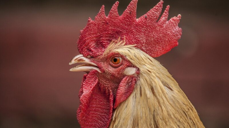 Veja cinco dicas para uma avicultura mais sustentável e lucrativa