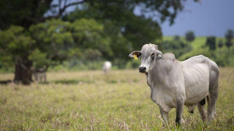 Semana abre com altas nas cotações do boi gordo no Brasil