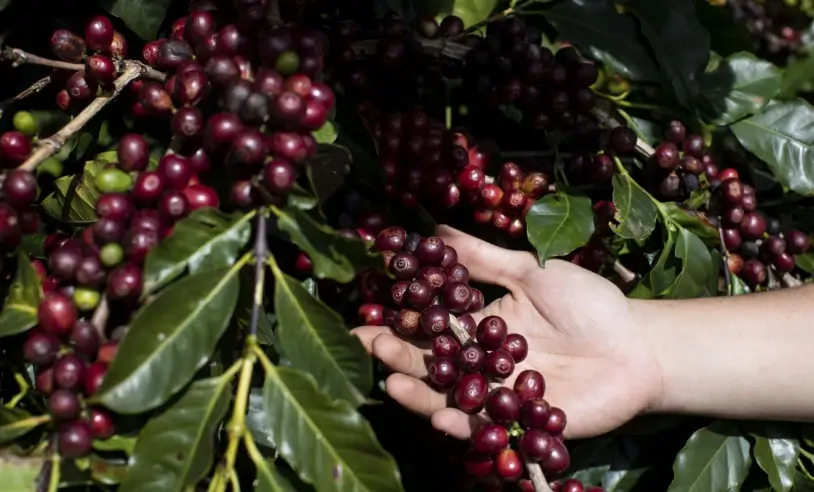 Folhas de café podem ajudar a criar soluções sustentáveis em saúde, meio ambiente e tecnologia