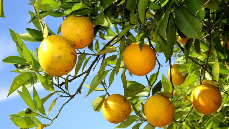 Produção de laranja abastece merenda escolar e garante refeição nutritiva