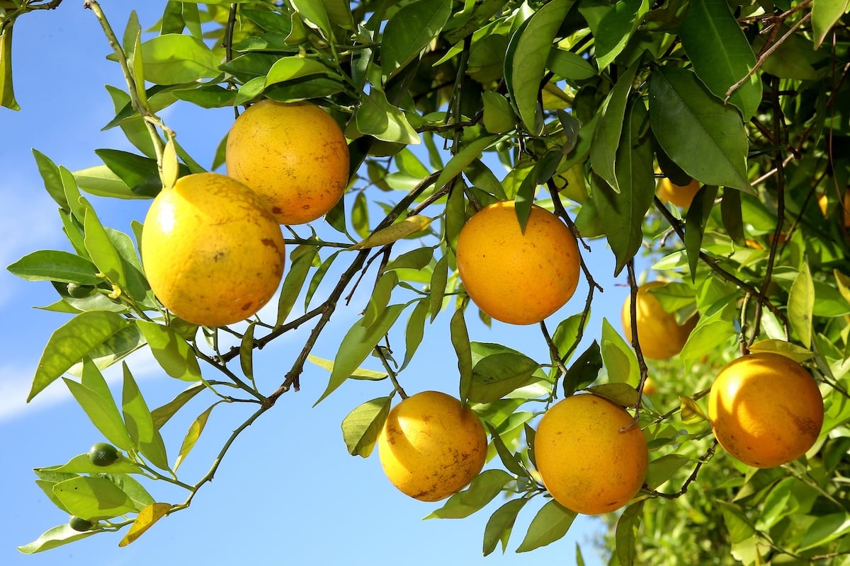 Produção de laranja abastece merenda escolar e garante refeição nutritiva