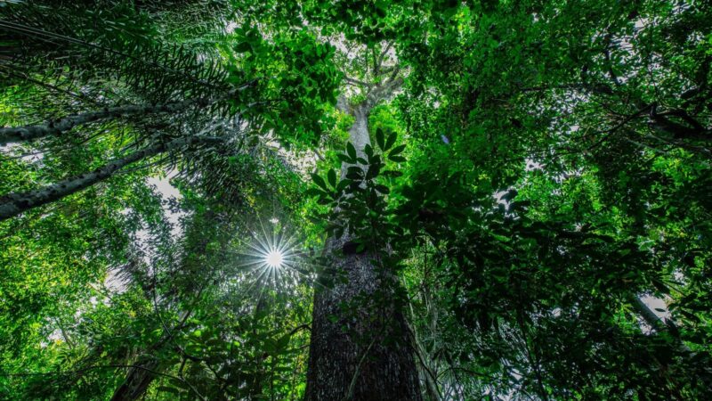 Projeto de conservação protege 30 mil hectares de floresta nativa em Mato Grosso
