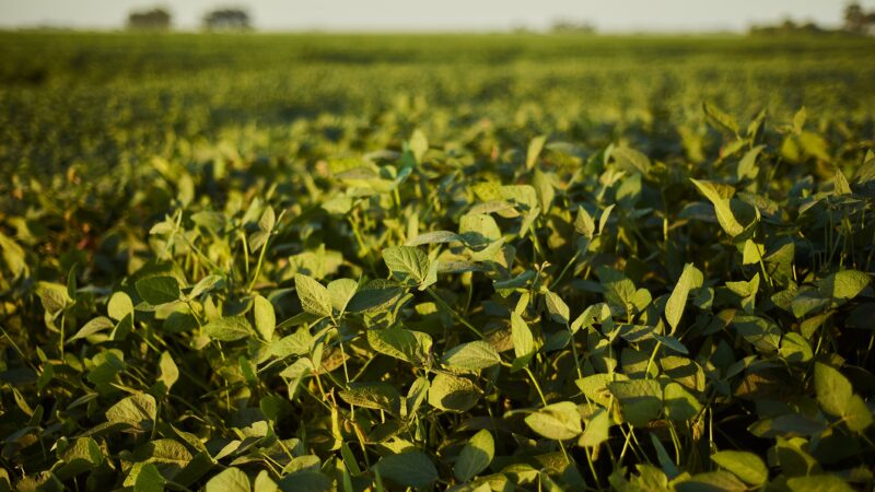 La Niña favorece surgimento de pragas que ameaçam lavouras de soja, alerta Embrapa